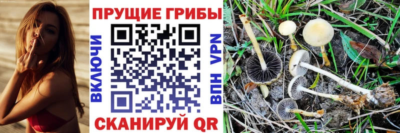 Псилоцибиновые грибы мицелий  где купить наркоту  Балабаново 